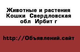 Животные и растения Кошки. Свердловская обл.,Ирбит г.